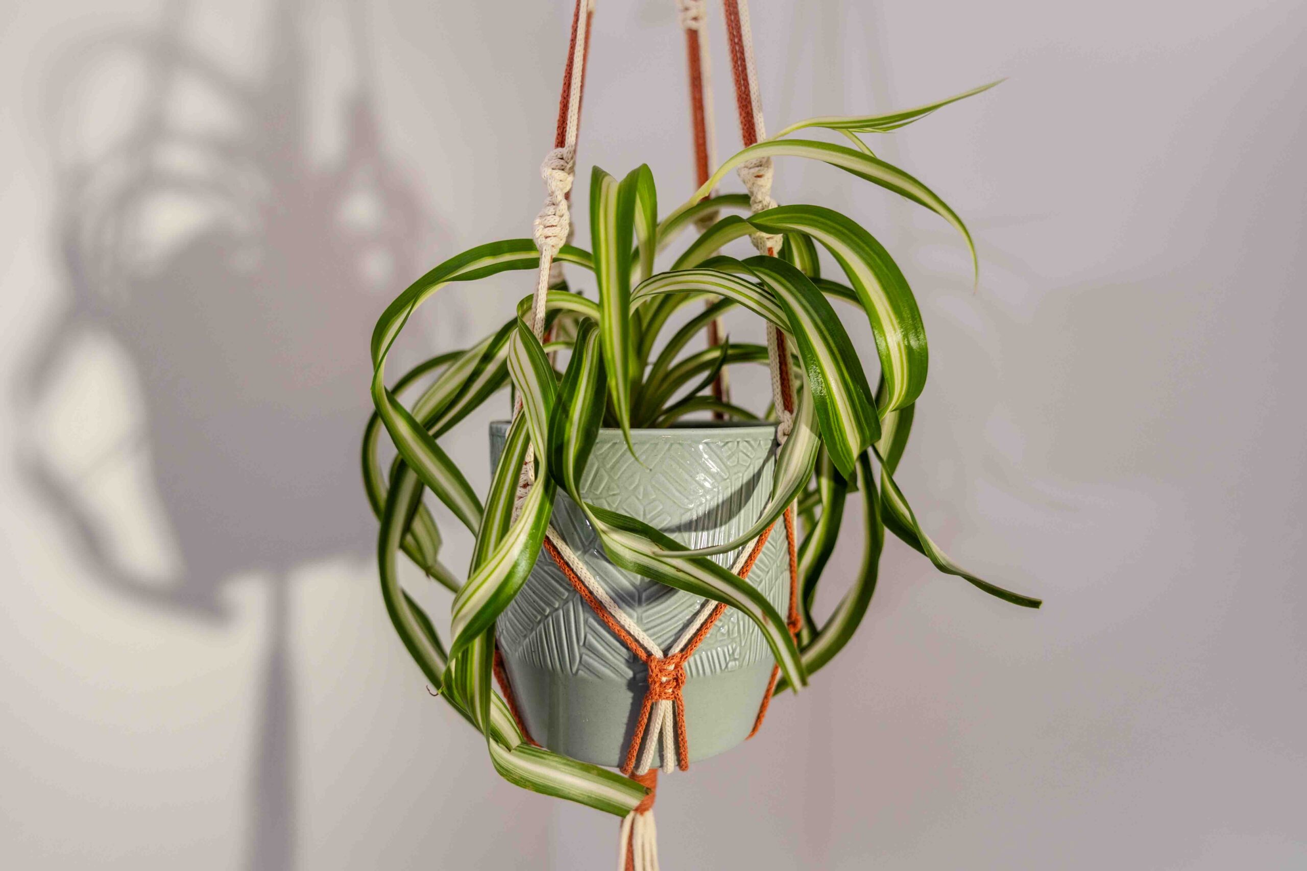 Werkraumliebe Dagny Hilpert - Makramee Blumenampeln Pflanzen Zweifarbig